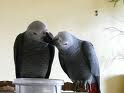 Pair of African Grey parrots for adoption