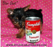 unbelievable tiny,  playful yorkie puppies and are current on all age 