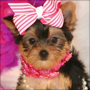 Best ever t-cup yorkshire terrier pups for adoption