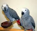 African grey parrots for adoption.