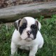 two cute baby english bull dog puppies for aoption