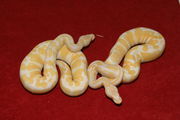  albino and piebald ball pythons for Sales or Adoptation