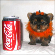 Lovely female and male Yorkshire Terrier Puppies For Sale
