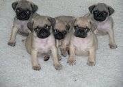 Adorable pug  puppies for sale