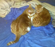 cute and lovely bengal female and a male kittens  for adoption