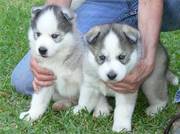 Beautiful Siberian Husky Puppies For X-Mas