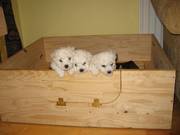 Bichon Frise Pups For Sale Pure Breed