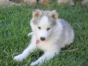 Gorgeous Siberian Husky Puppies For Sale