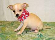 Gorgeous chihuahua puppies for sale