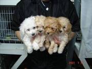 Kc Toy Poodle puppies For adoption