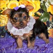 Yorkshire Terrier (teacup)puppies ready to go now
