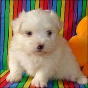 14 Weeks Maltese Puppy