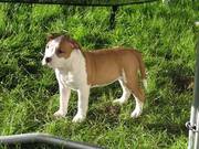 American Staffordshire Terrier female