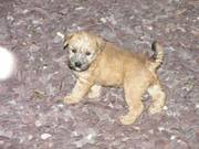 Soft Coated Wheaten Terrier Puppies