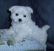Adorable Maltese  Puppy  For Adoption