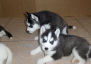 Blue Eyes Siberian Husky Puppies Available Now