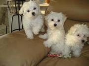  sweet Maltese Puppies for adoption 