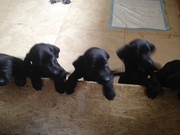 Vizsla Labrador puppies for sale