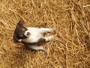 Three Border Collies for sale