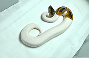 Healthy piebald pythons now available for sale.