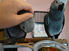 African grey parrots for free adoption