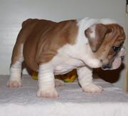  Adorable English Bulldog Puppies For Free Adoption