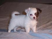 Chihuahua - Small - Baby