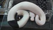 Albino and Piebald Ball Pythons for adoption