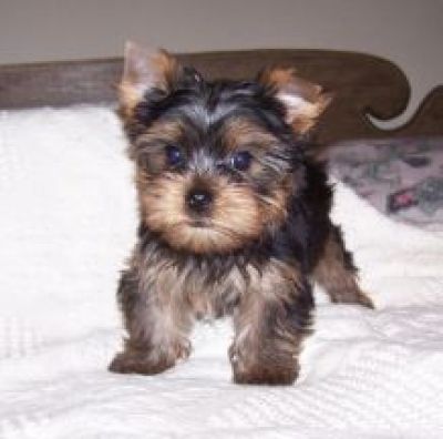 long hair yorkie puppies. pics of yorkies puppies.