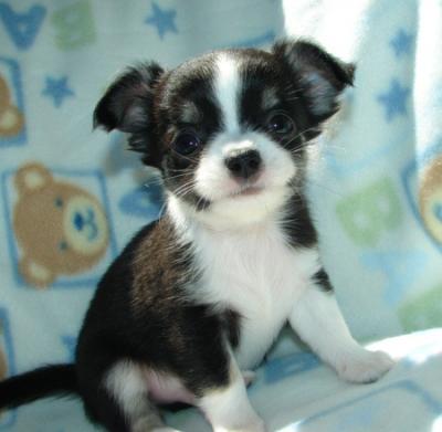 cute chihuahua puppies pictures. and female chihuahua Puppy