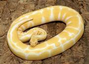 Albino and Piebald Ball Pythons for sale 
