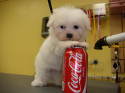 Charming Maltese puppies available for free adoption