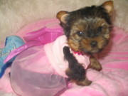 Wow  !!  Tea-Cup Yorkie Puppies For Adoption. 