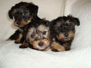 Adorable Male And Female Yorkie Puppies For Free Adoption