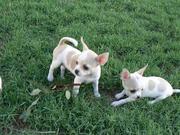 Chihuahua Puppies For Free Adoption