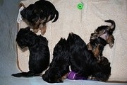 TEACUP YORKIES PUPPIES FOR FREE ADOPTION