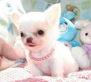 Cute Chihuahua Puppies For Adoption