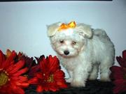 Maltese puppies needs a home Snow White Babies Maltese Puppies for ado