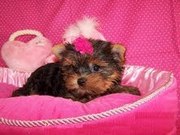 Lovely Yorkie Puppies For Free Adoption
