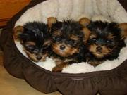 Lovely Teaup Yorkie Puppies For Free Adoption