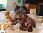 Yorkie Puppies Available For Free Adoption. 