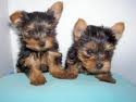 cute yorkie puppies for freee adoption