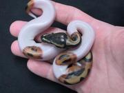 albino and piedbld pythons for sale