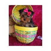 Male and Female yorkies available 