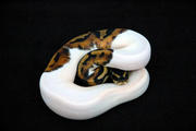 cute piebald ball pythons for sale 
