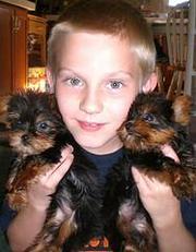 Adorable teacup yorkie puppies for free adoption
