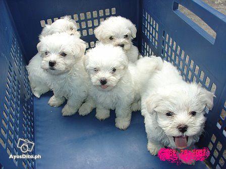 Maltese Puppies For Free Adoption. Maltese Puppies For Free