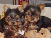 excellent yorkies puppies for free adoption