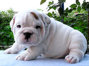 Two  Akc English Bulldog Puppies now ready to join new homes