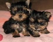 cute and lovely Yorkie puppies for adoption 